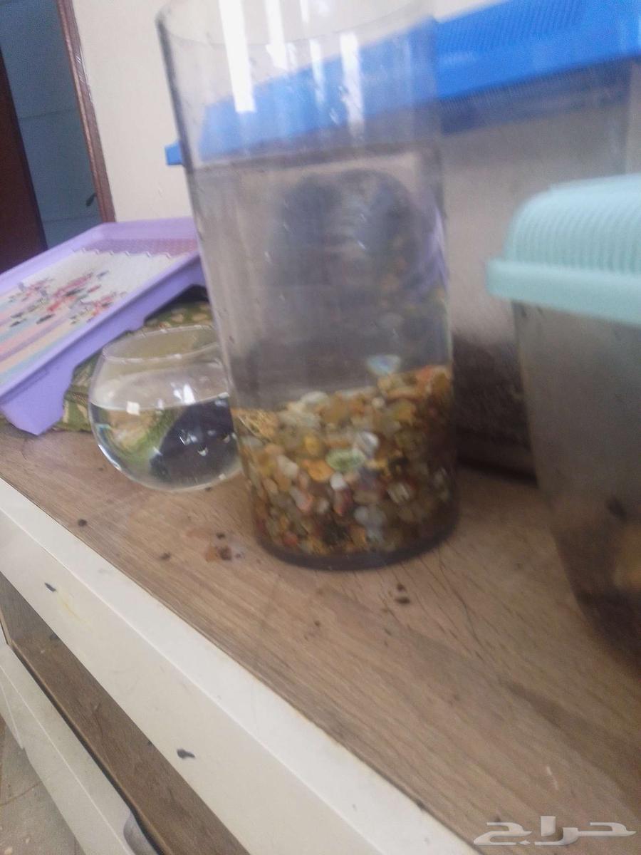 حلزونه للبيع واحواض64422300215555112