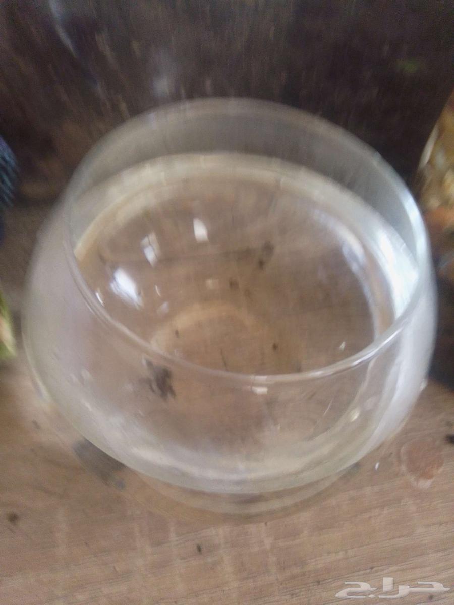 حلزونه للبيع واحواض64422300215555113