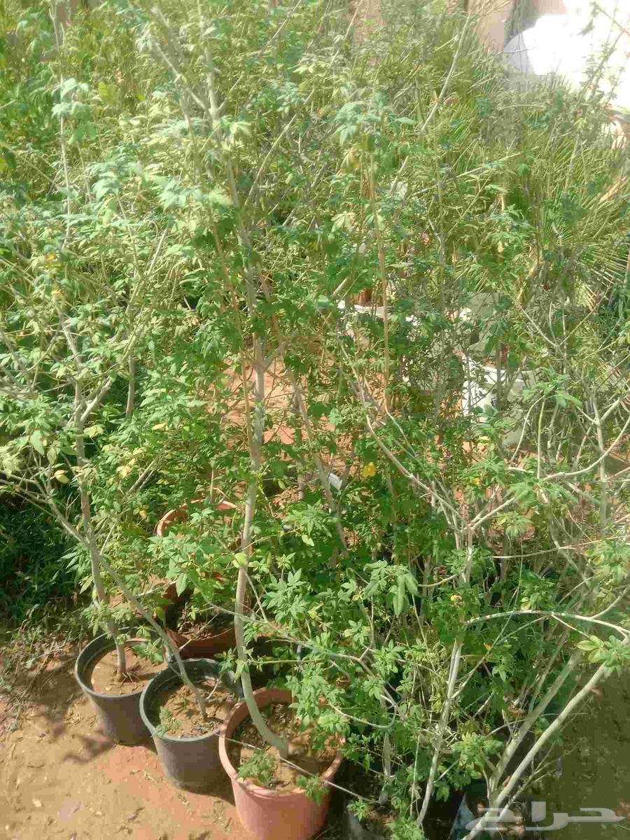 Good seedlings for sale, various types available for those interested64421107247107113