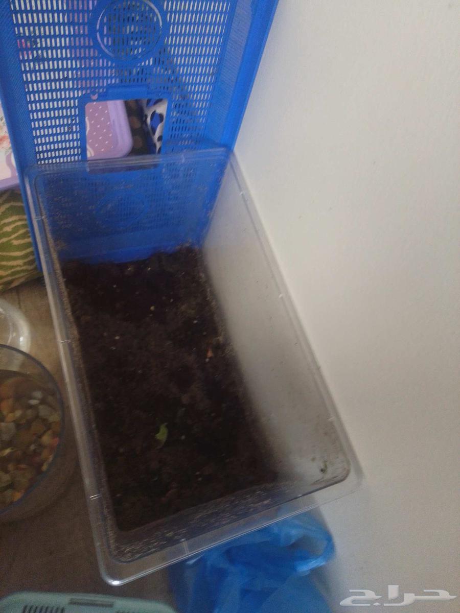 حلزونه للبيع واحواض64422300215555114