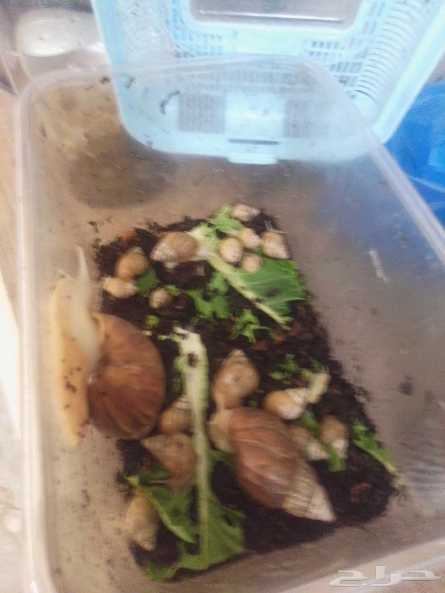 حلزونه للبيع واحواض64422300215555111