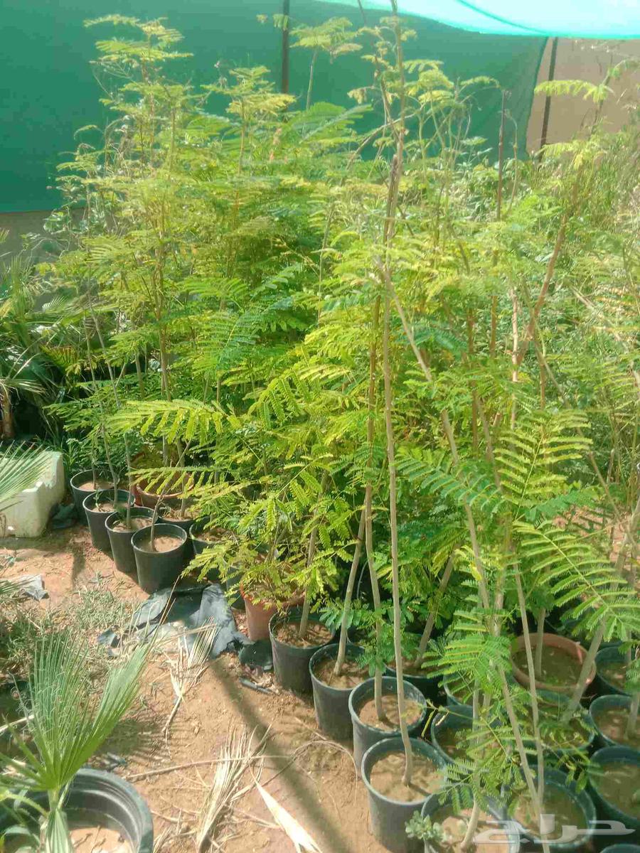 Good seedlings for sale, various types available for those interested64421107247107111