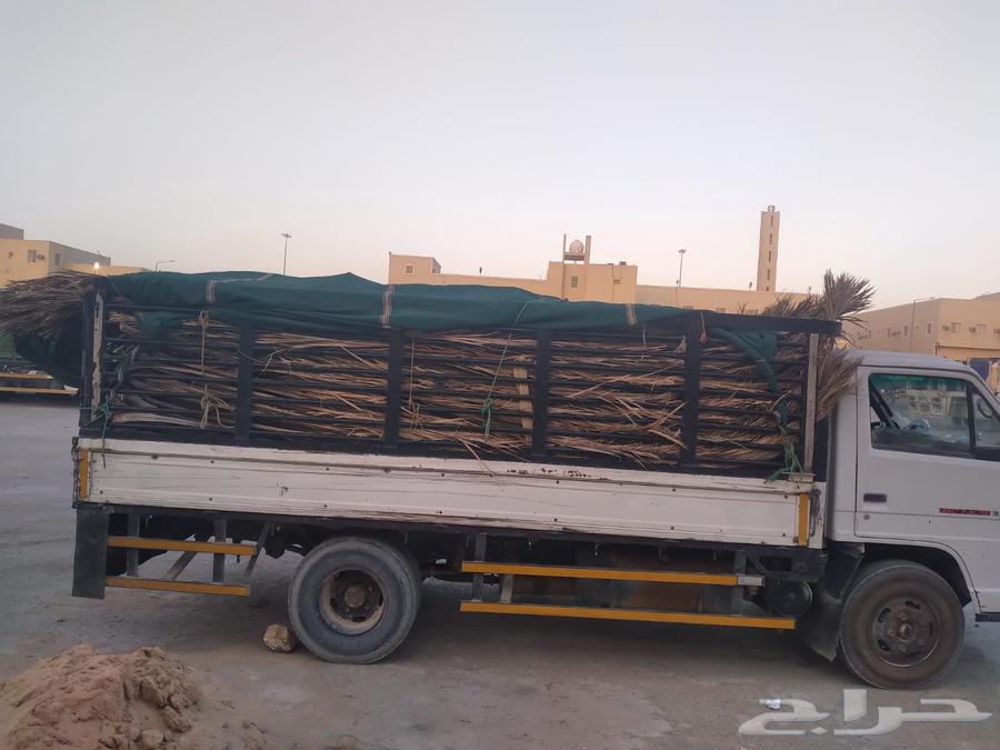 سعف نخل جديد أخضر للعرايش والمظلات64420688567939112