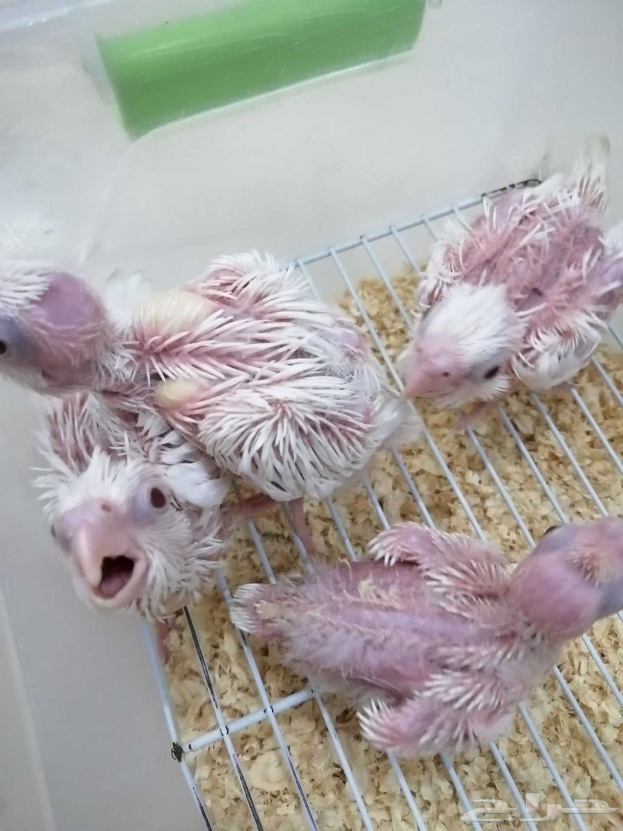 فروخ كروان البينو64424815718530113