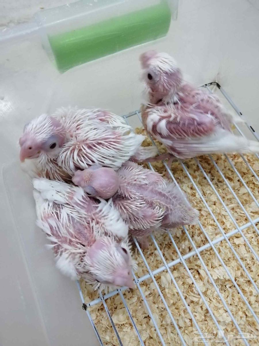 فروخ كروان البينو64424815718530110