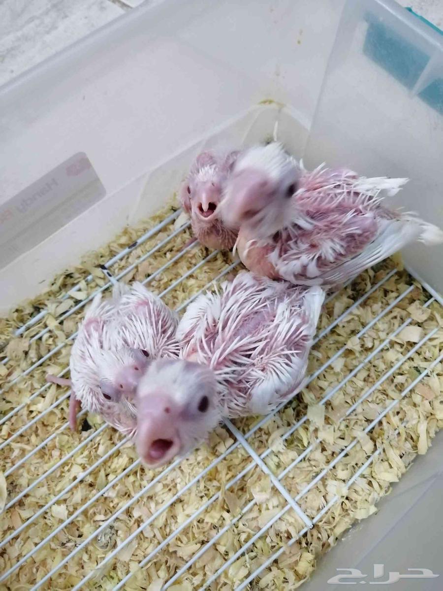 فروخ كروان البينو64424815718530114