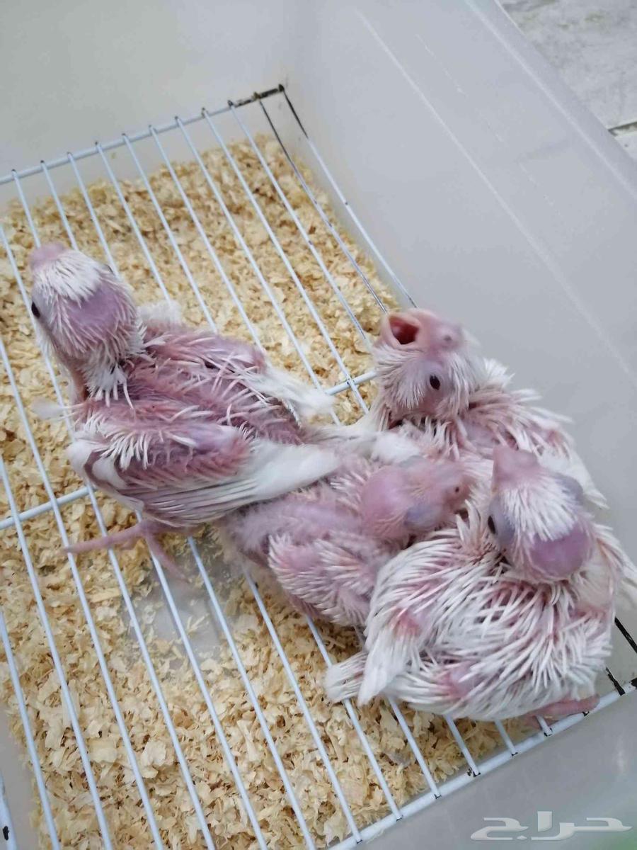 فروخ كروان البينو64424815718530111