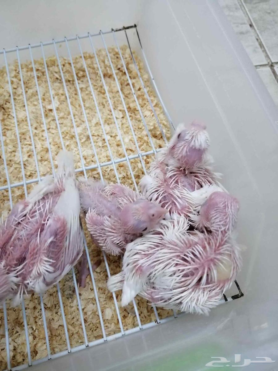 فروخ كروان البينو64424815718530112