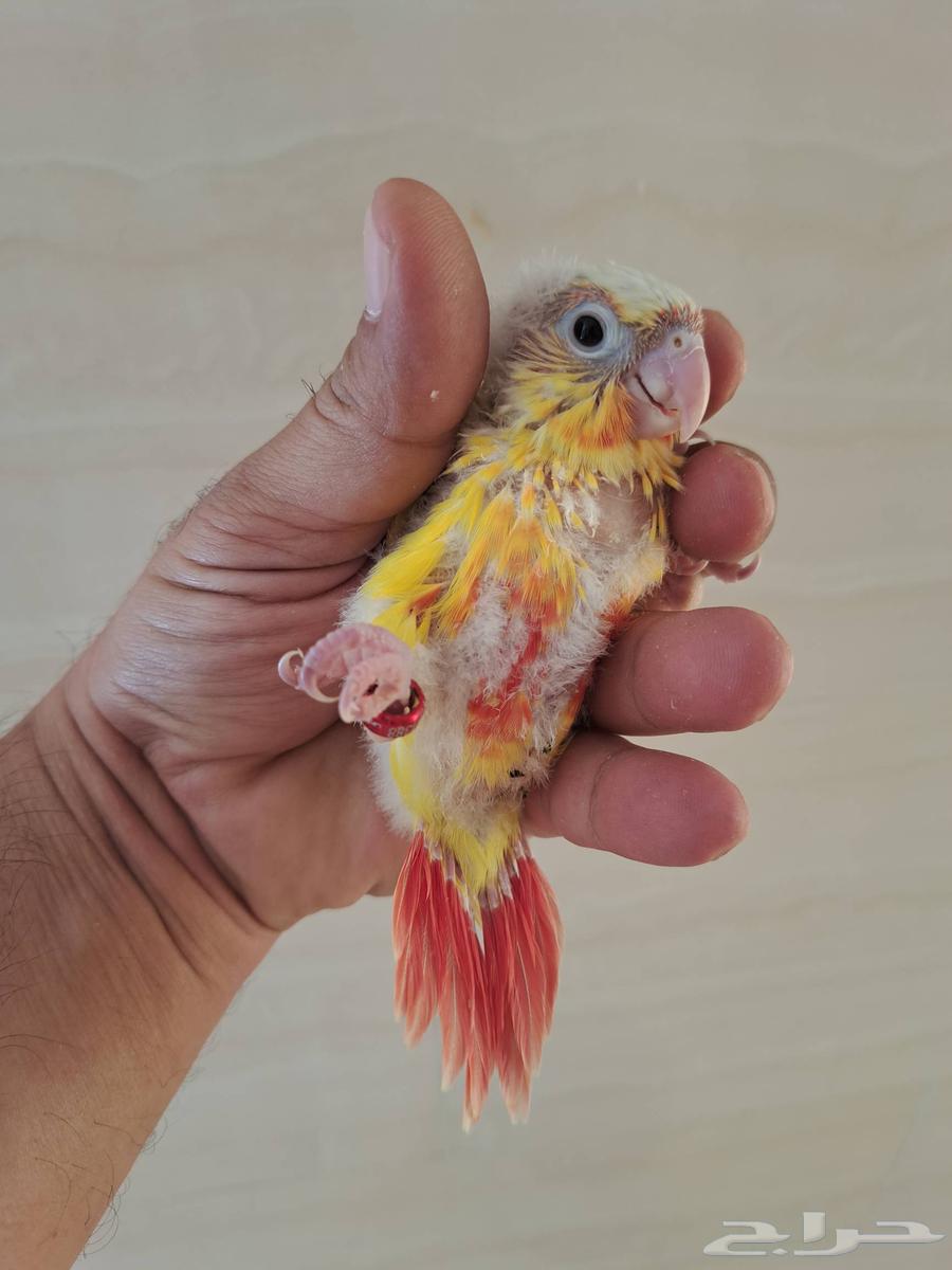 فروخ كنيور تم البيع64421946839426111