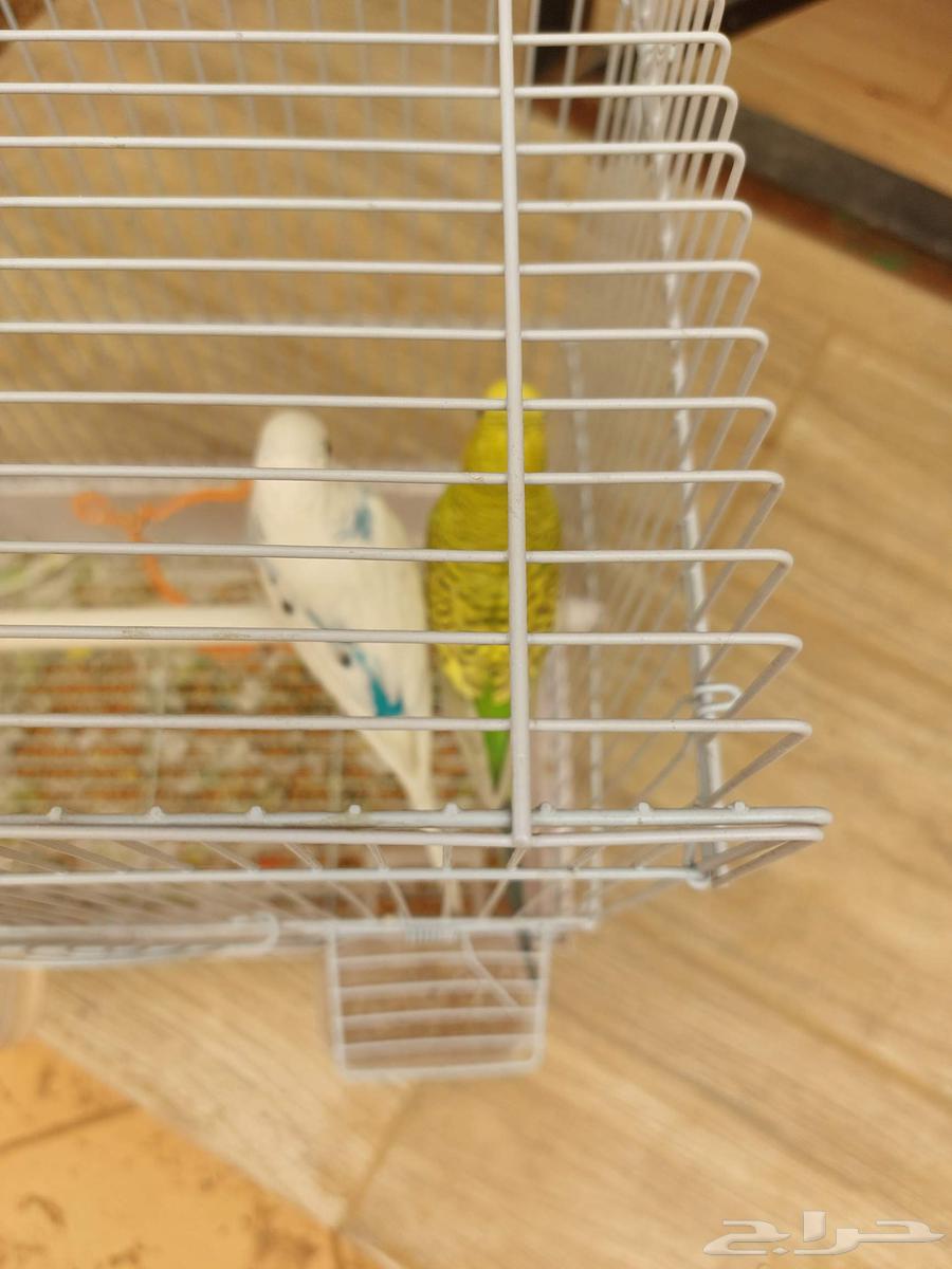 طيور وحيوانات64422014828546111