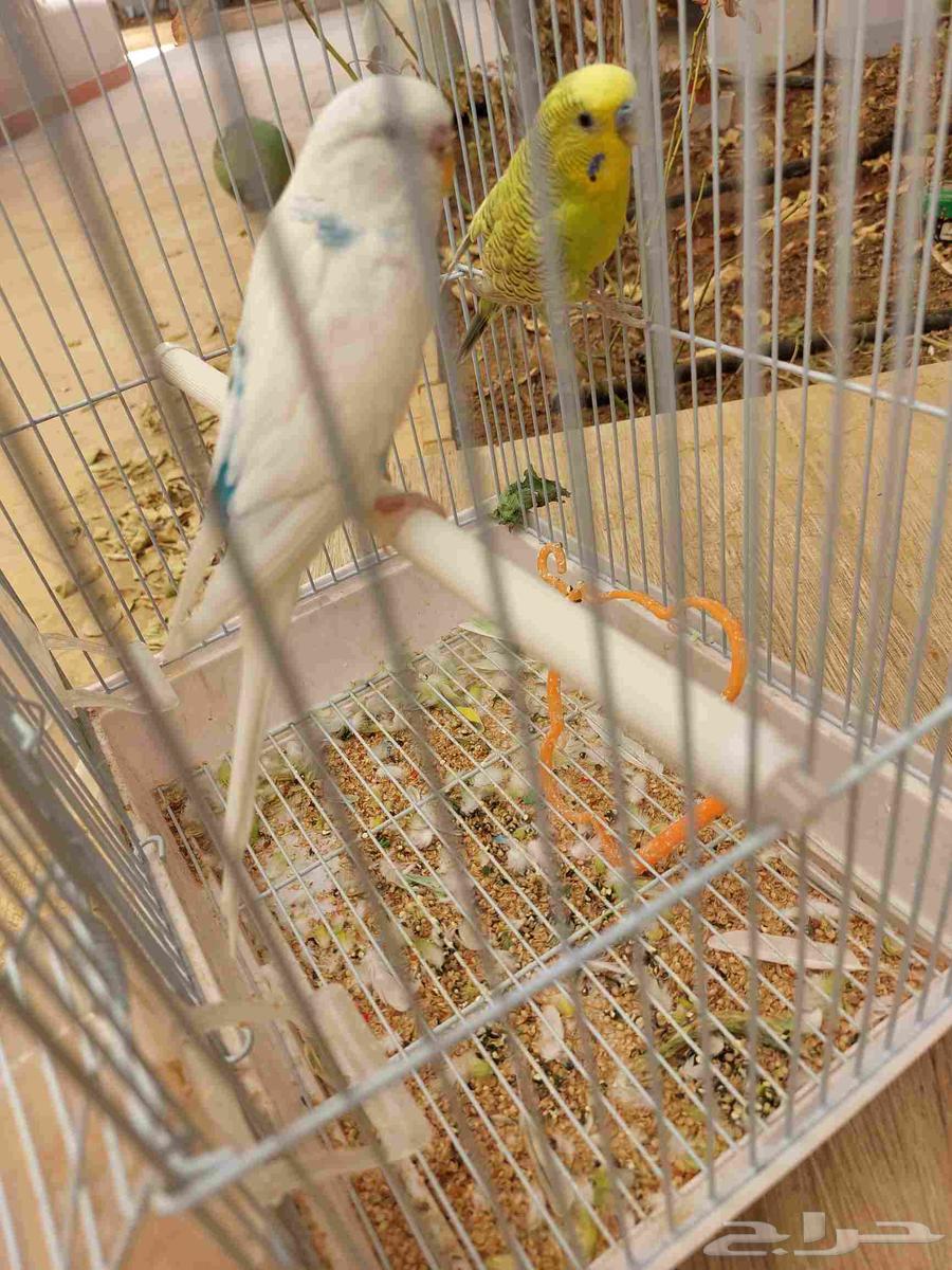 طيور وحيوانات64422014828546110