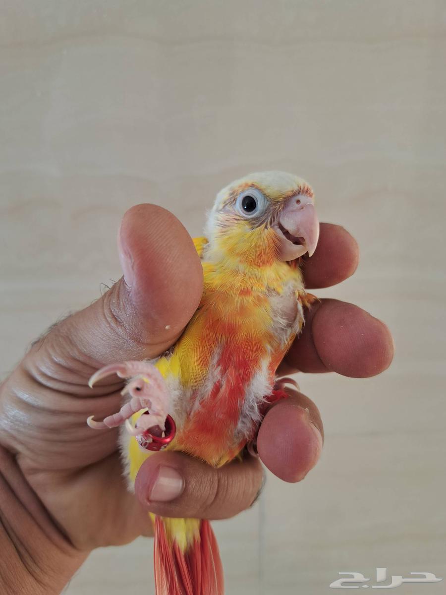 فروخ كنيور تم البيع64421946839426110