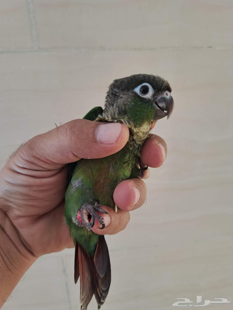 فروخ كنيور تم البيع64421946839426112