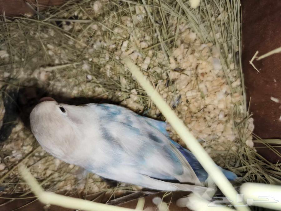 (Sold) For sale, a pair of fancy Fischer's lovebirds, rare ones, MashaAllah64420431756802114