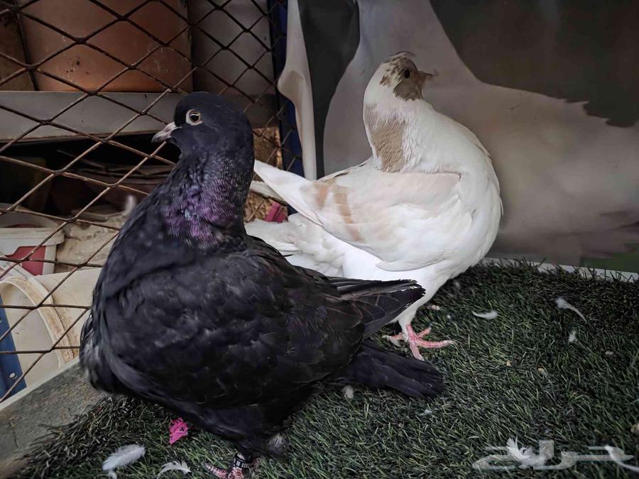 للبيع فروخ حمام فرش64425810967299111