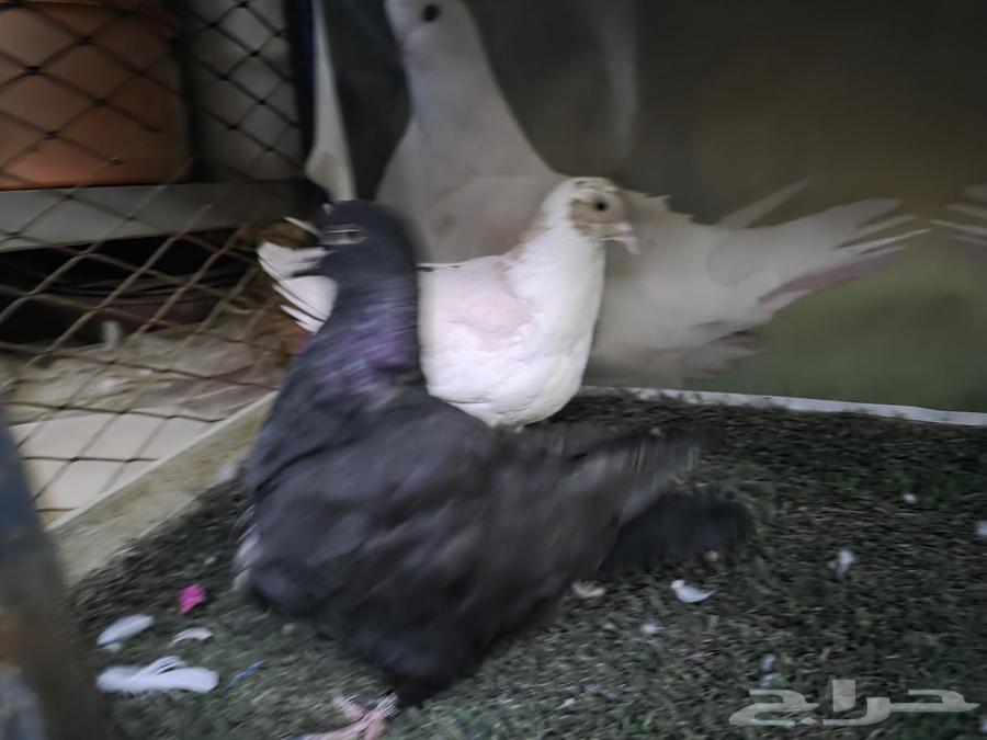 للبيع فروخ حمام فرش64425810967299110