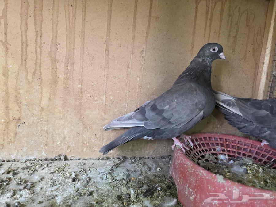 جوز قطايف الخرج64425044079873111