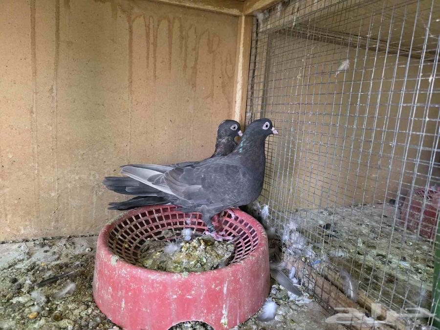 جوز قطايف الخرج64425044079873112