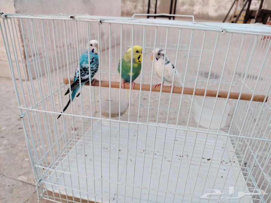 طيور بادجي 3 ذكور للبيع الصحه فل64420485879809112
