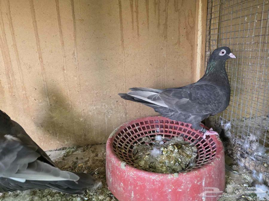 جوز قطايف الخرج64425044079873110