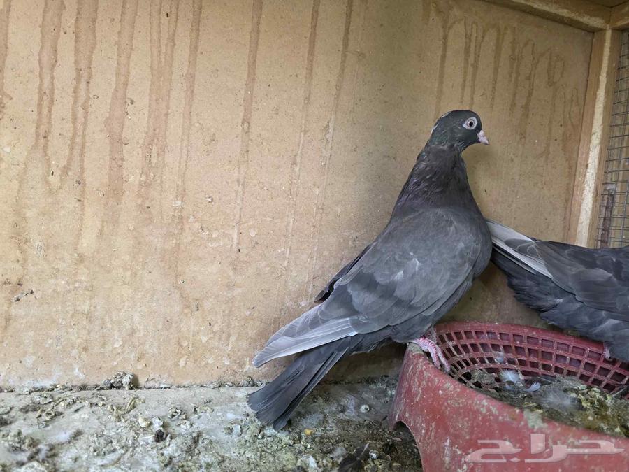 جوز قطايف الخرج64425044079873113