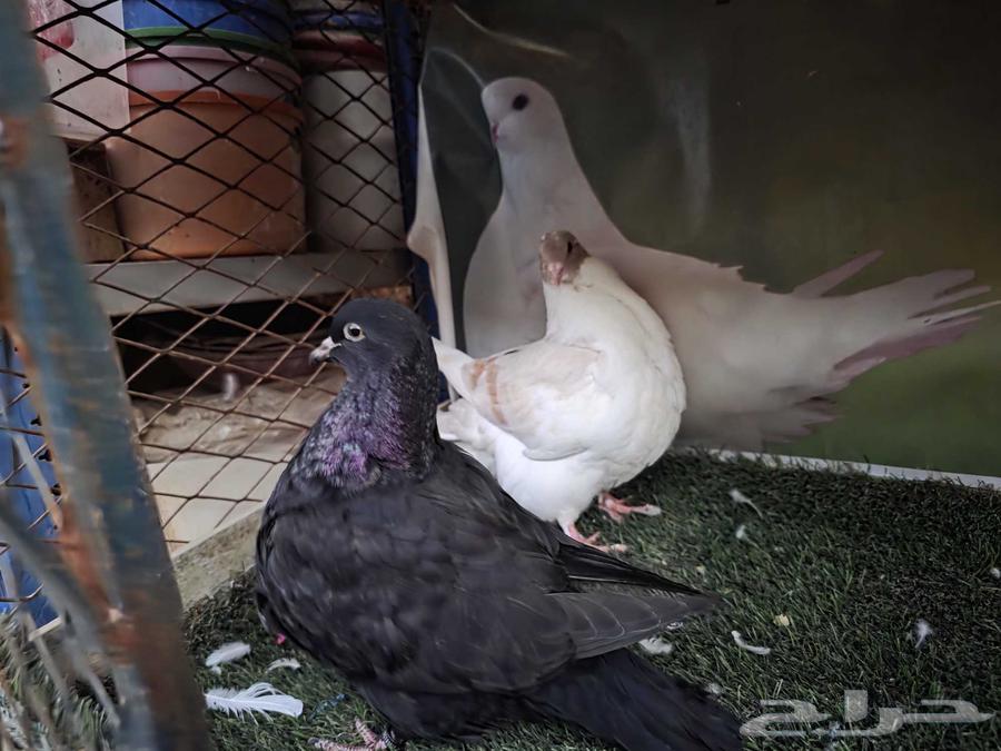 للبيع فروخ حمام فرش64425810967299112