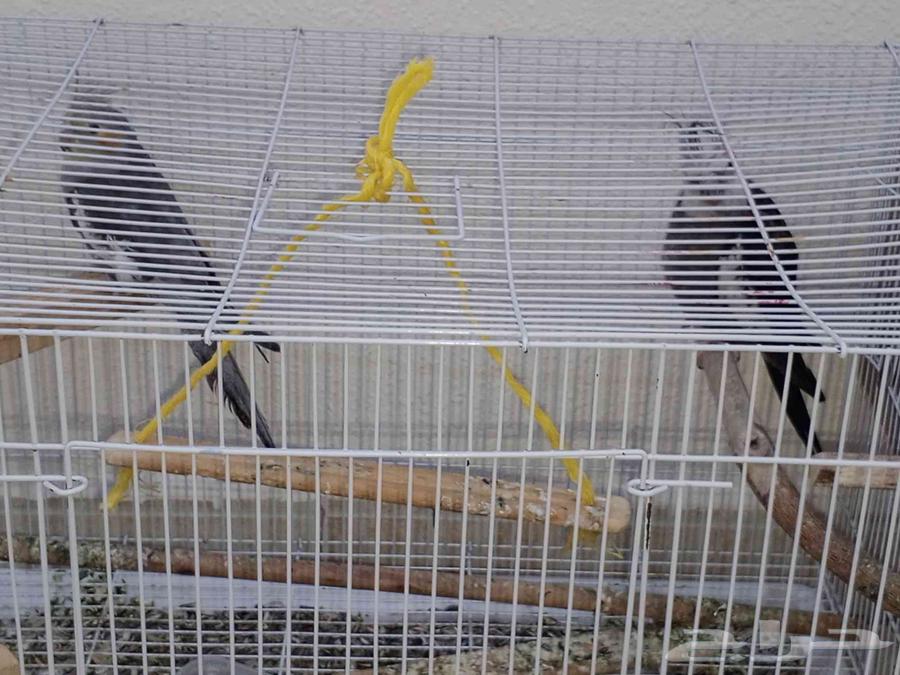 زوج كروان للبيع64421987685249111