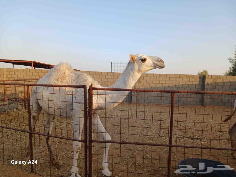 قعود ع بويضان الحيسوني اخو الفردية موقفة العمر سنتين64425569721601111