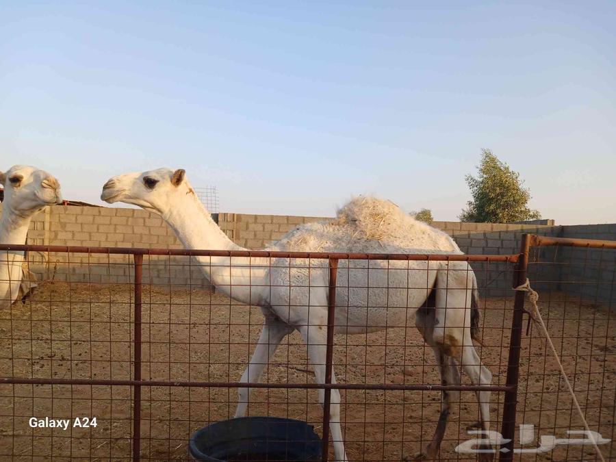 قعود ع بويضان الحيسوني اخو الفردية موقفة العمر سنتين64425569721601110