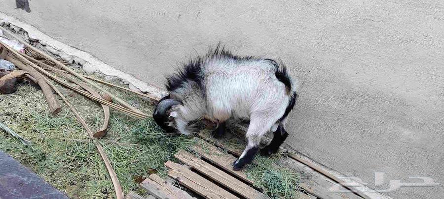 Dwarf goat64423339234177111