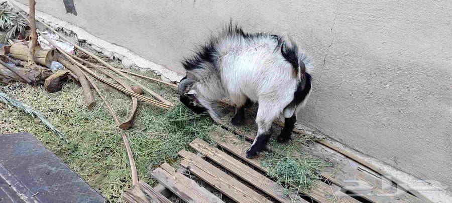 Dwarf goat64423339234177112