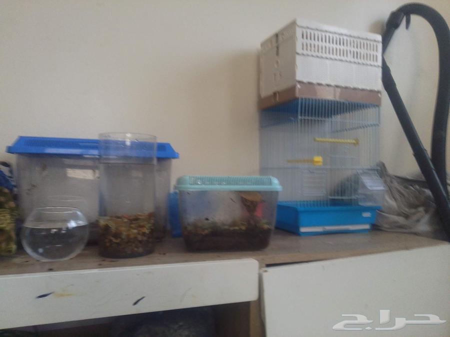 حلزونه للبيع واحواض64422300215555110