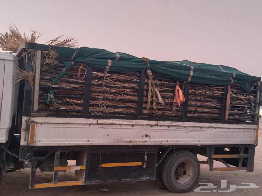 سعف نخل جديد أخضر للعرايش والمظلات64420688567939114