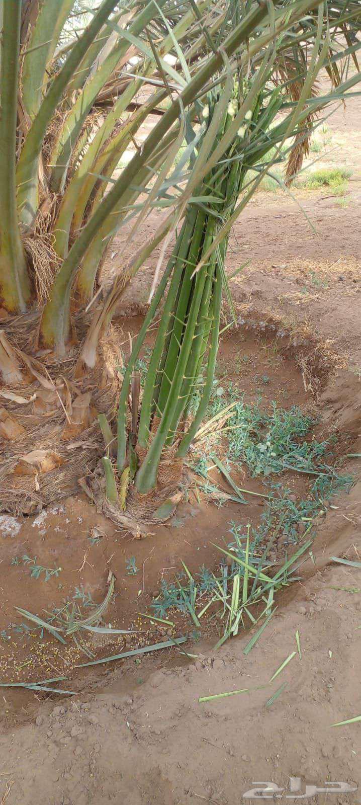 يوجد لدينا جميع انواع انخيل64422448669827113