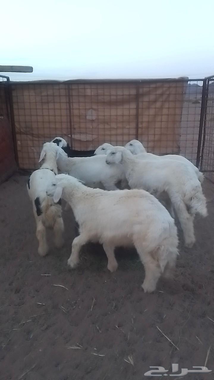 طليان للبيع64419398992899110