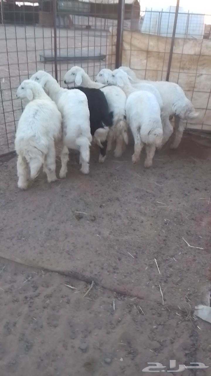 طليان للبيع64419398992899111