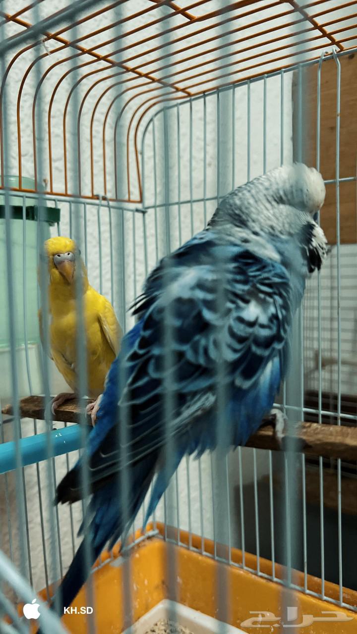 طيور بادجي منتجه على السوم64420580344579111