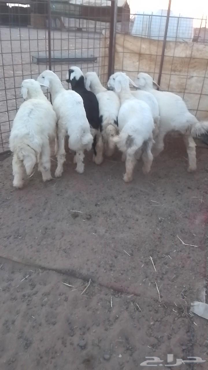 طليان للبيع64419398992899112