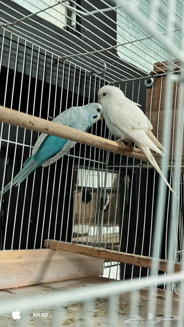 طيور بادجي منتجه على السوم64420580344579110