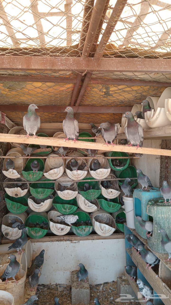 حمام زاجل العدد تقريبا 30 جوز البيع جمله 45 ريال للجوز64421499235457111