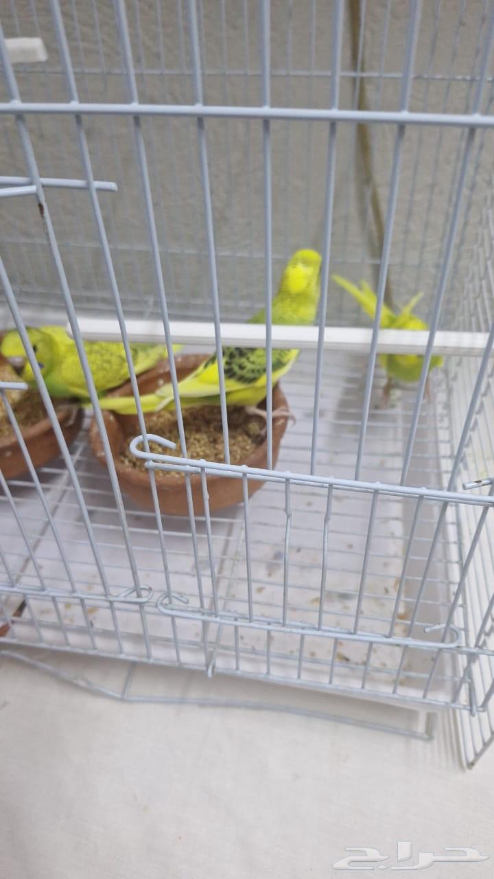 انباعت كلها64425811049985112