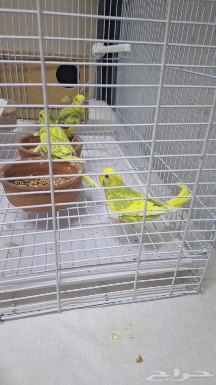 انباعت كلها64425811049985111