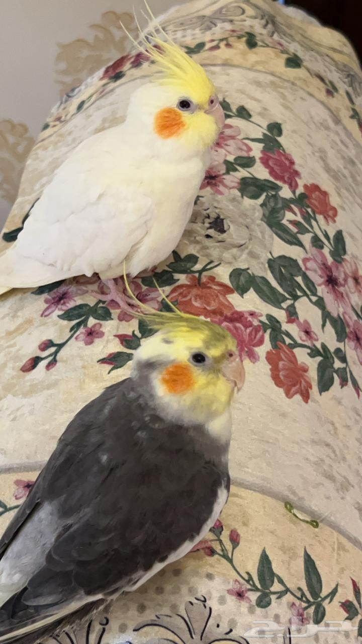 بيع كروان بصحه ممتازه64419481594243113