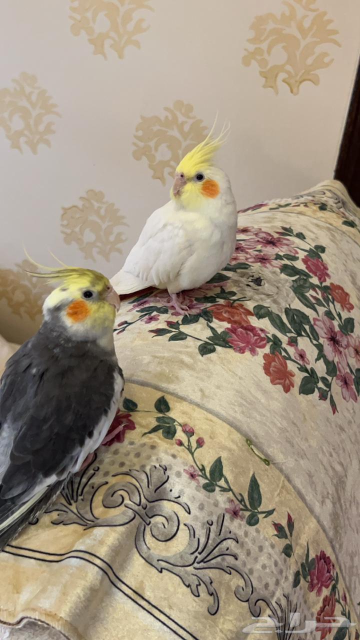 بيع كروان بصحه ممتازه64419481594243112