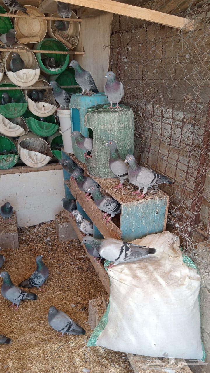 حمام زاجل العدد تقريبا 30 جوز البيع جمله 45 ريال للجوز64421499235457110