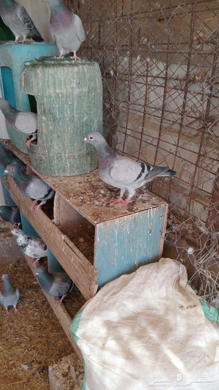 حمام زاجل العدد تقريبا 30 جوز البيع جمله 45 ريال للجوز64421499235457112