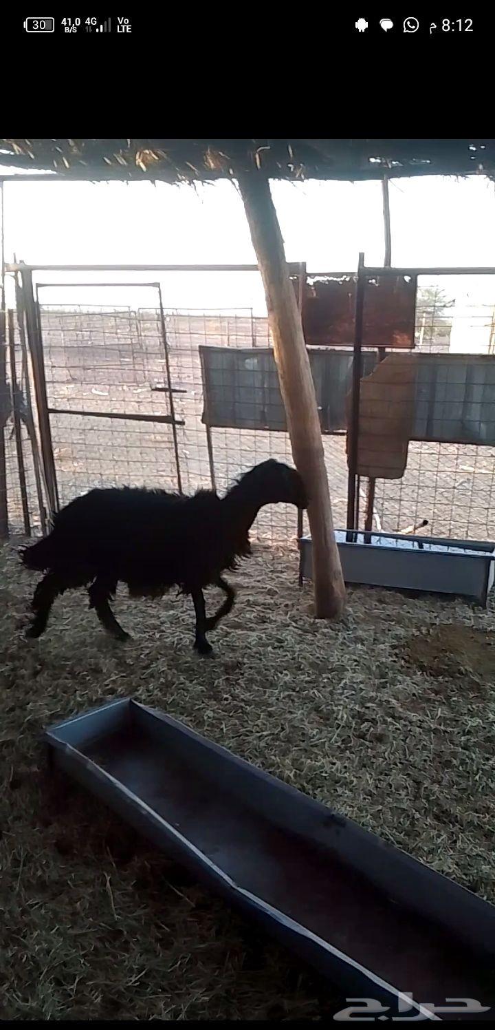 For sale, clean ewes, only Allah knows if it produces milk or not64424856030081112