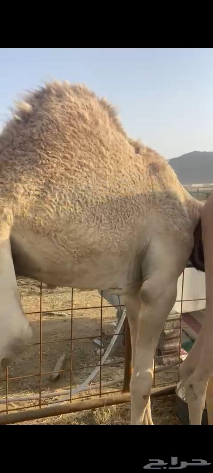 قعدان للبيع64424119163777112