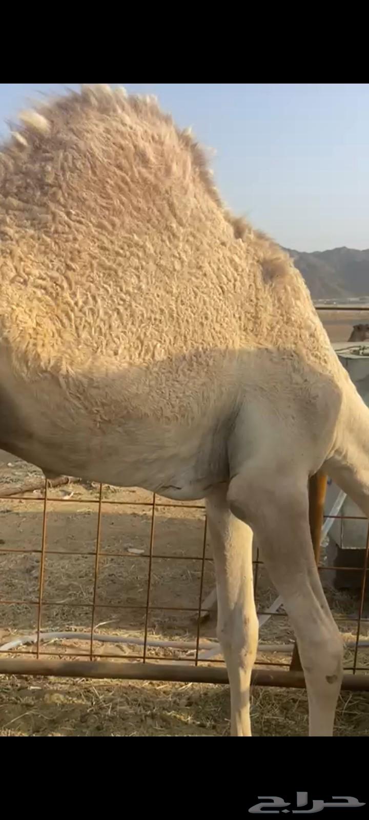 قعدان للبيع64424119163777111