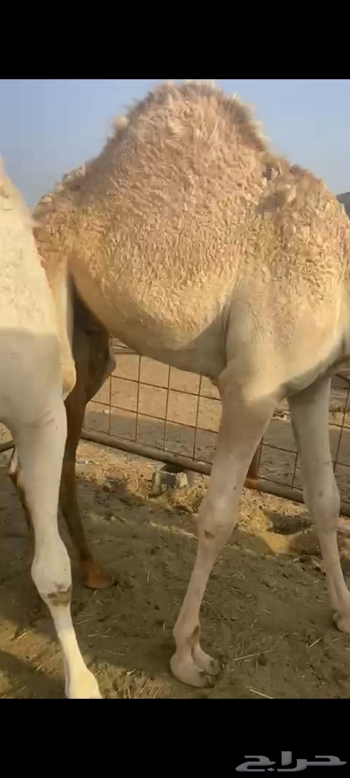 قعدان للبيع64424119163777110